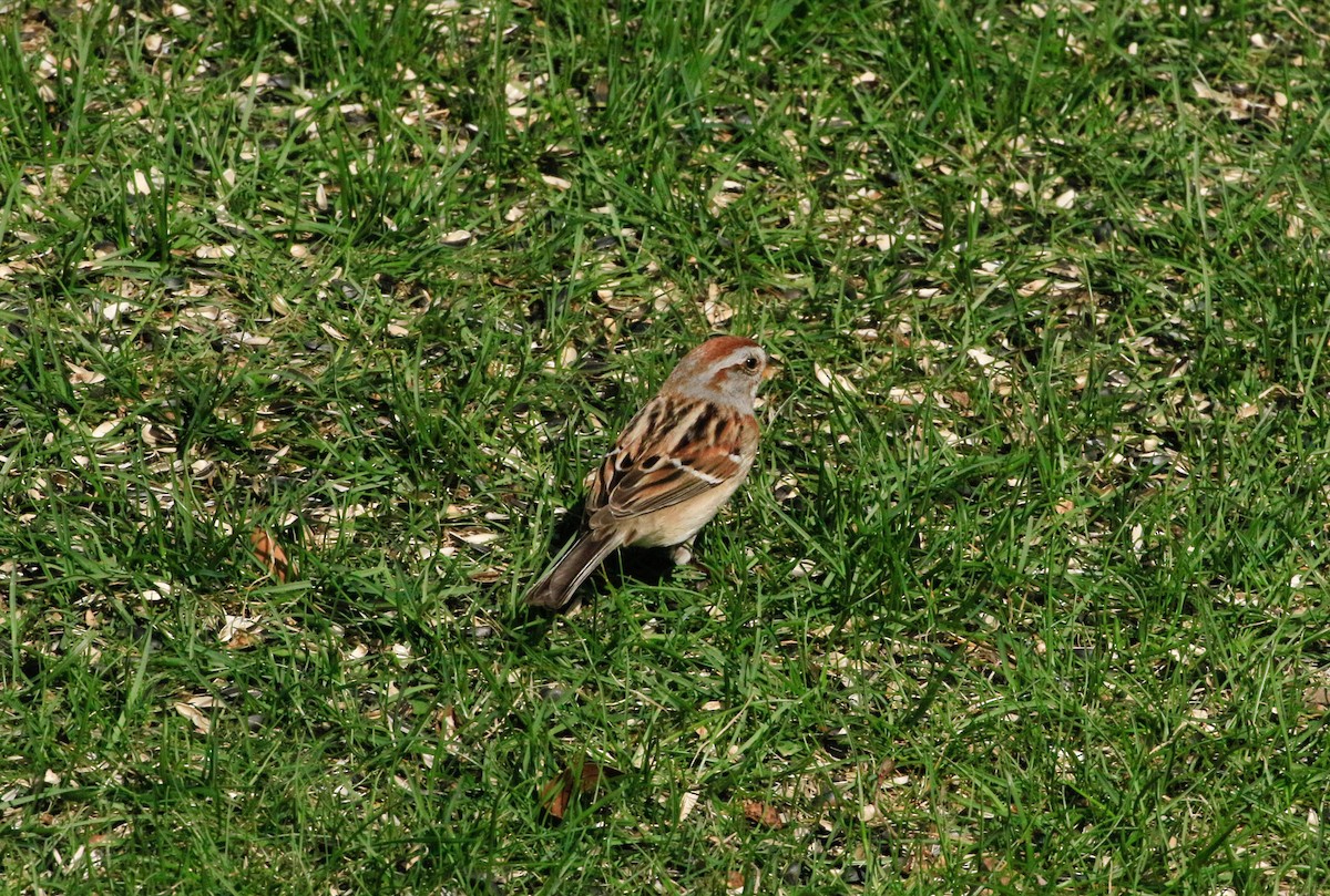 American Tree Sparrow - ML634359407