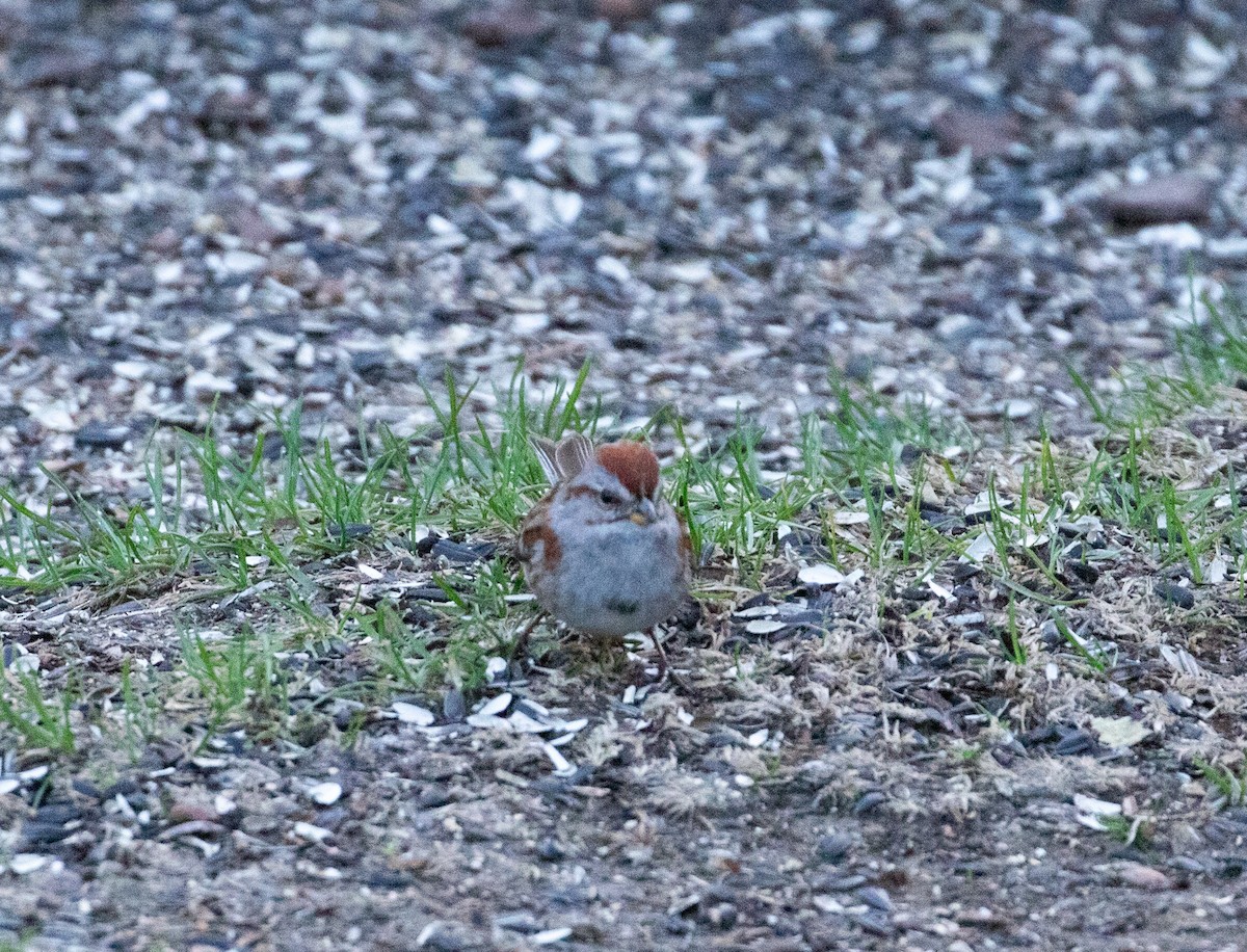 American Tree Sparrow - ML634359437