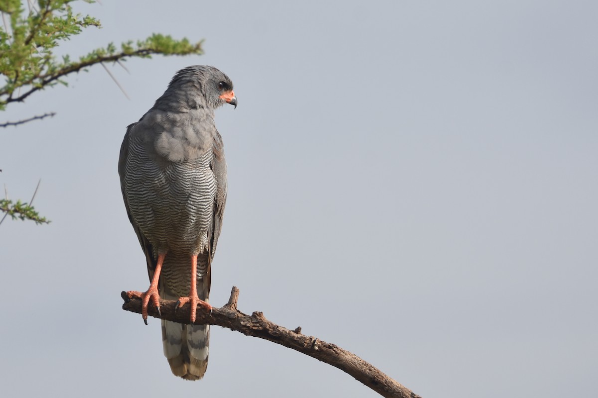 Dark Chanting-Goshawk - ML634359484