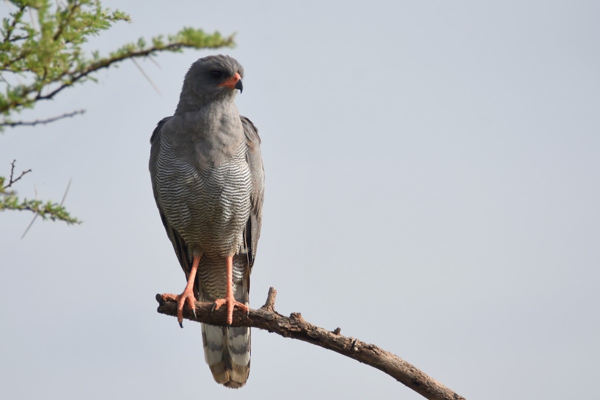 Dark Chanting-Goshawk - ML634359485