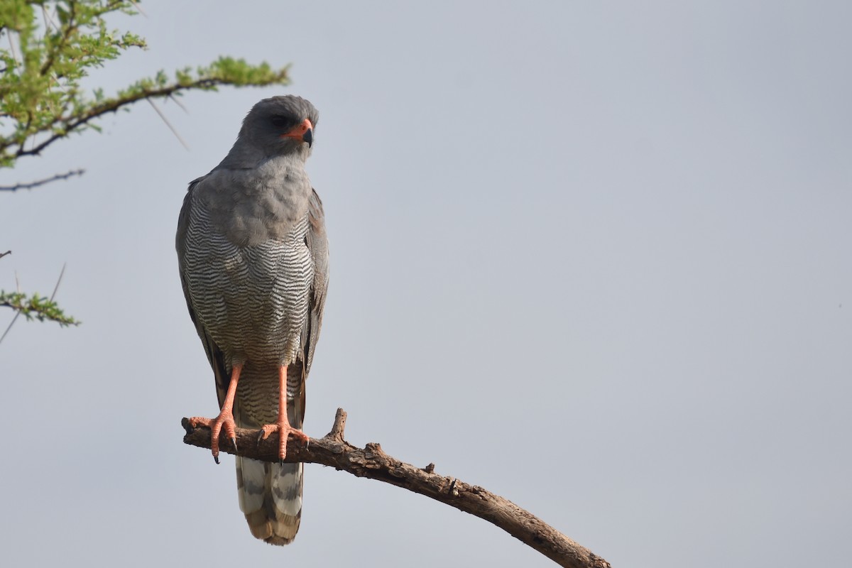 Dark Chanting-Goshawk - ML634359486