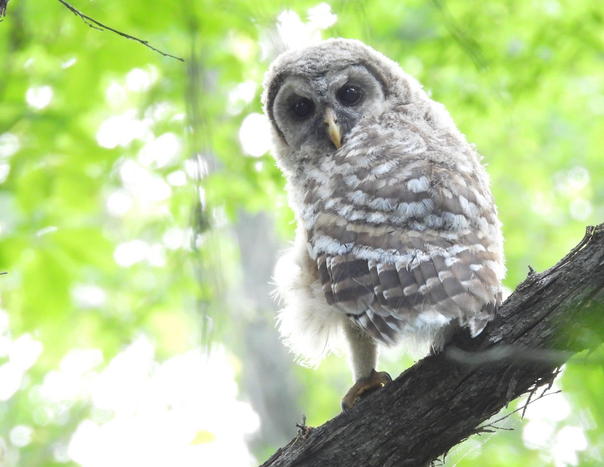 Barred Owl - ML634359714