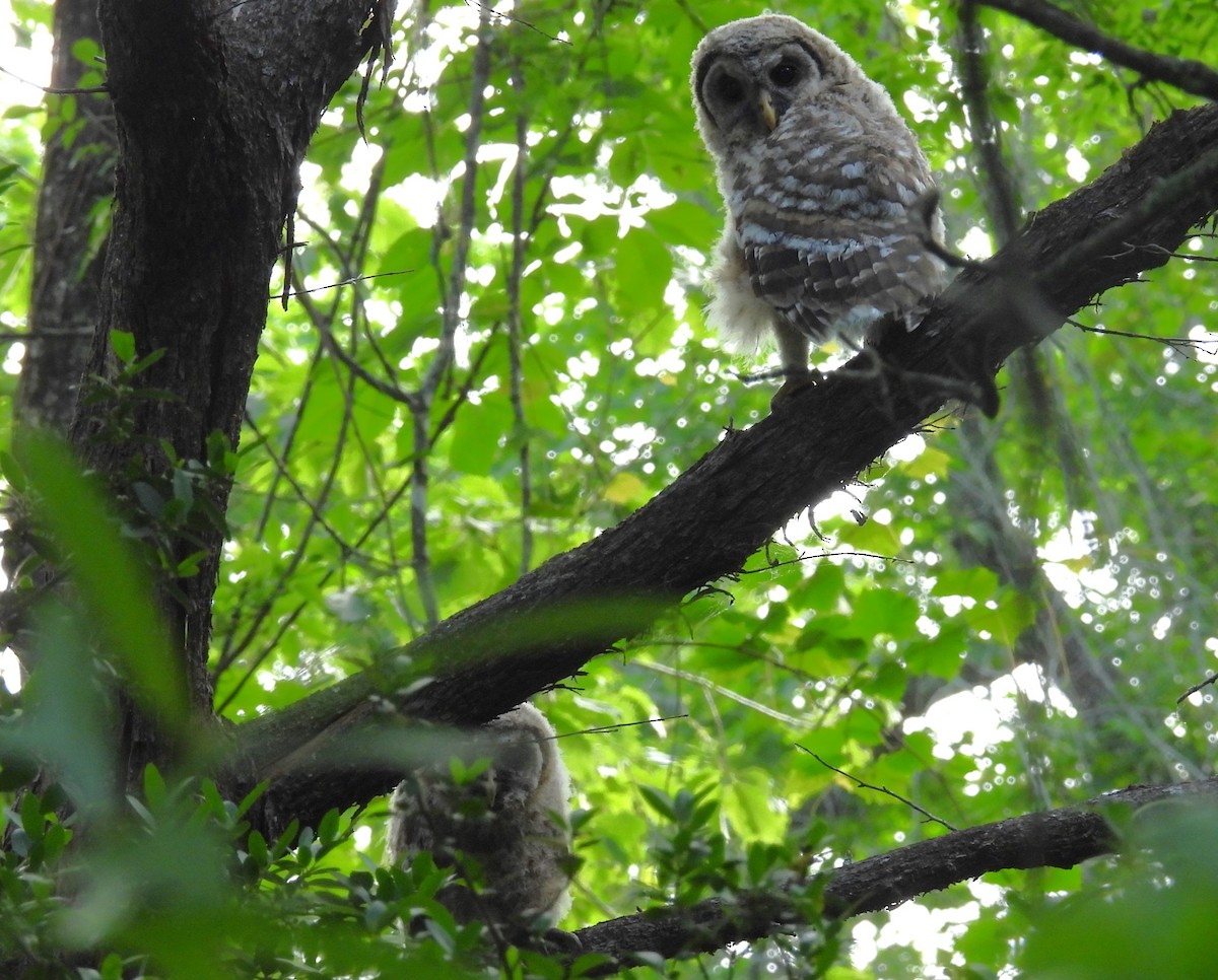 Barred Owl - ML634359719