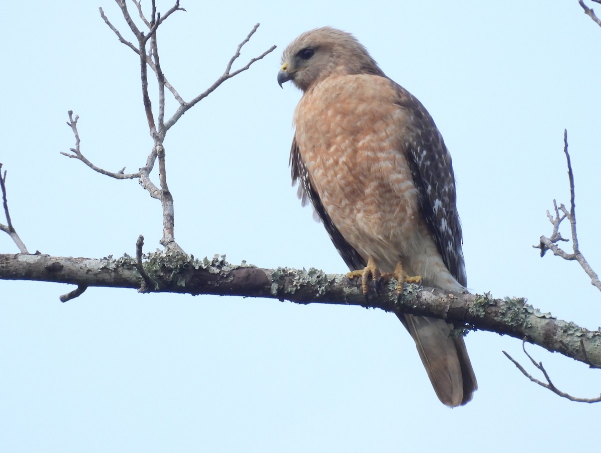 Red-shouldered Hawk - ML634359727