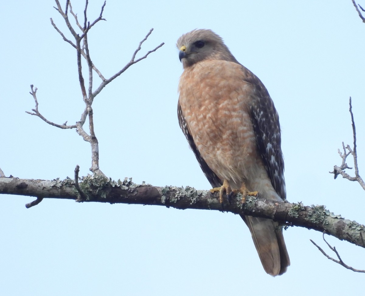 Red-shouldered Hawk - ML634359728