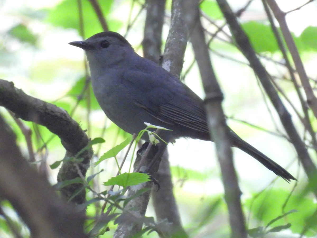 Gray Catbird - ML634359733