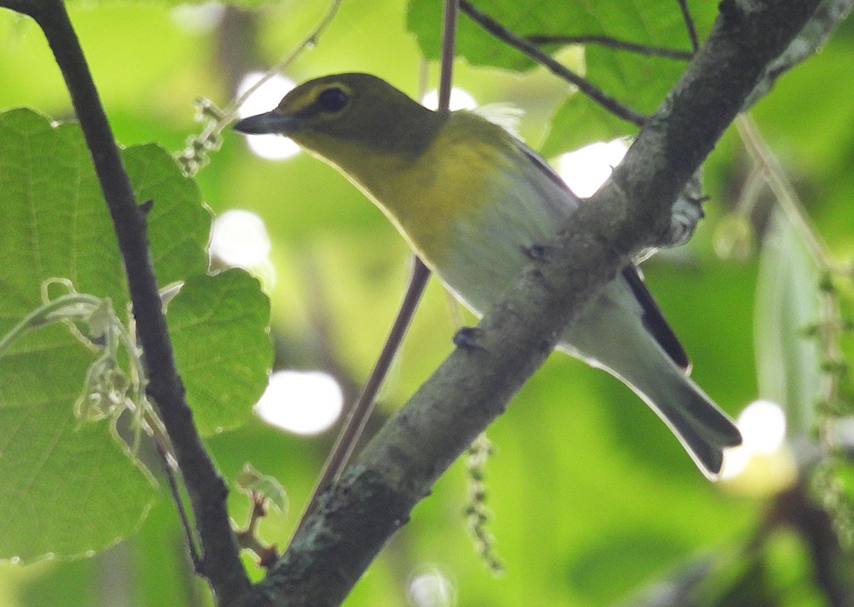 Yellow-throated Vireo - ML634359759