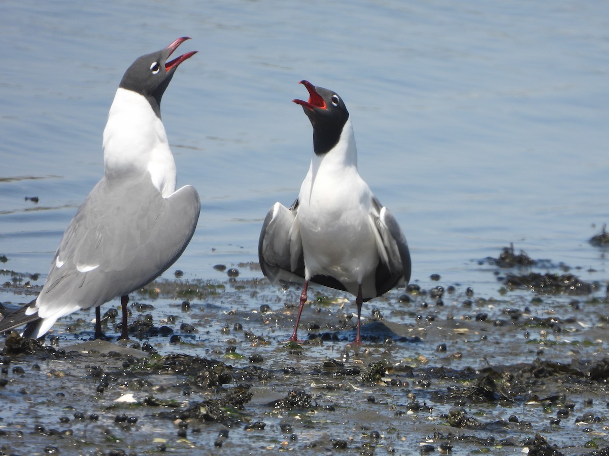 Laughing Gull - ML634359859
