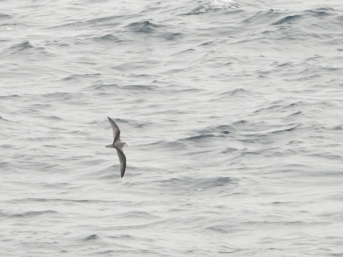 Masatierra Petrel - ML634359989