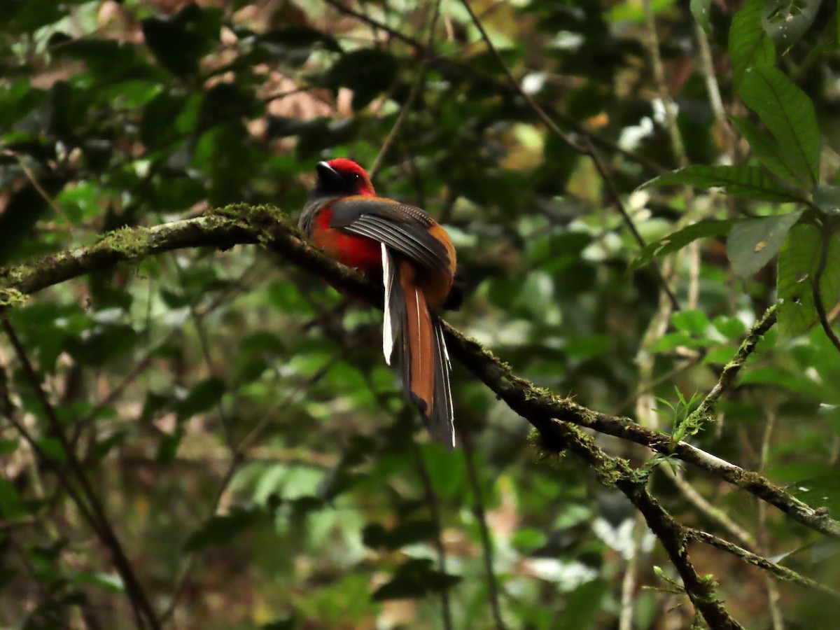 rødhettetrogon - ML634359999