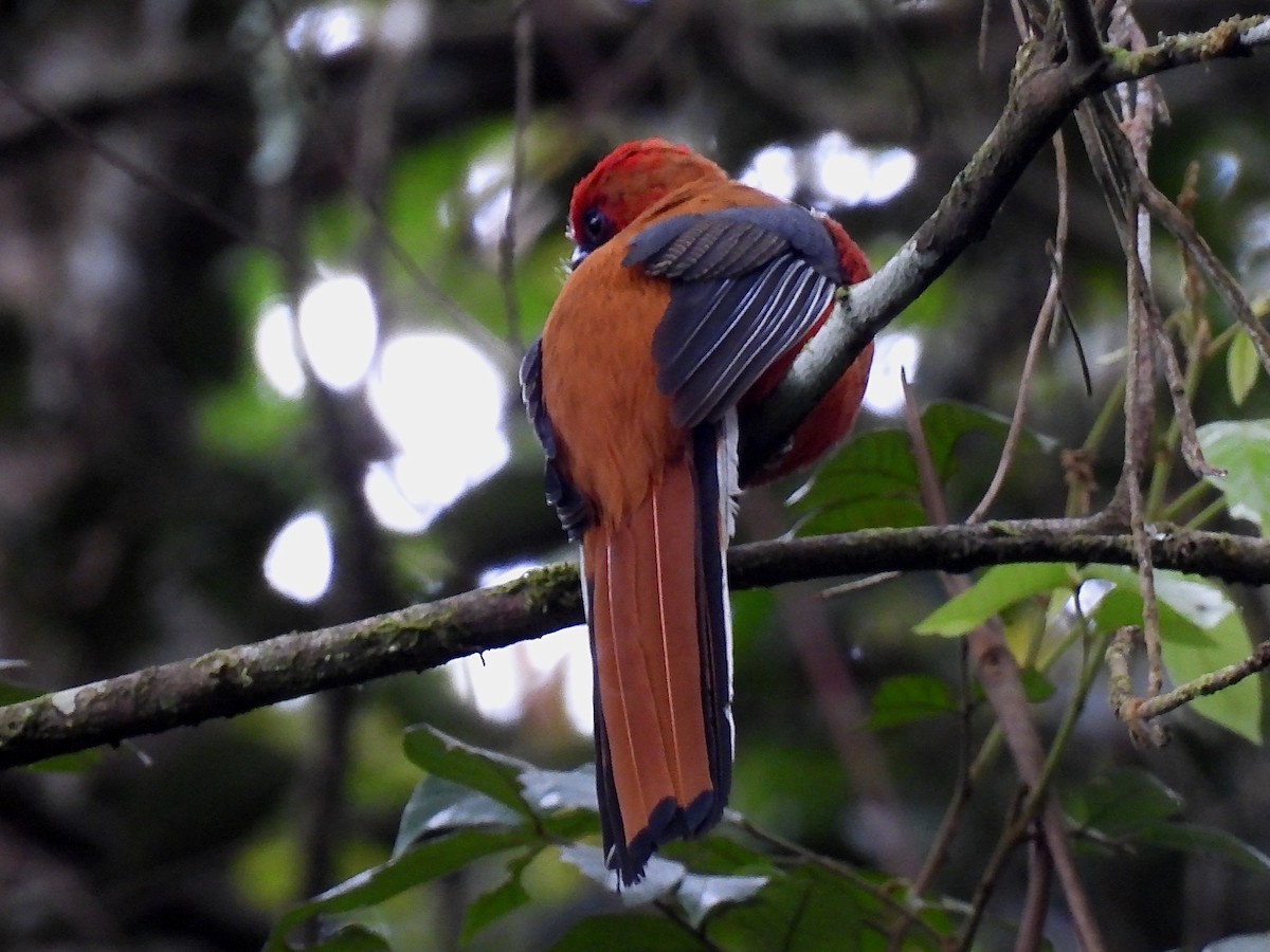 rødhettetrogon - ML634360054