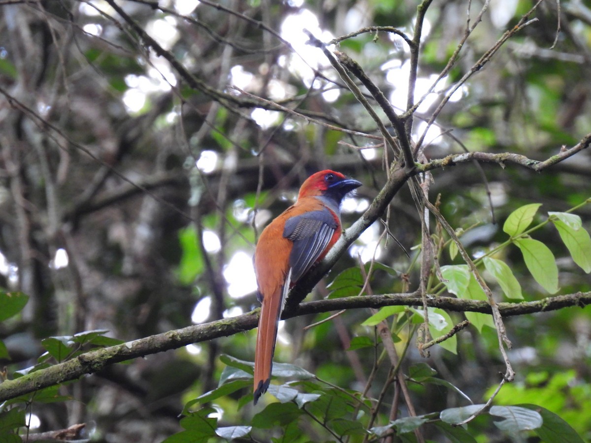 rødhettetrogon - ML634360078