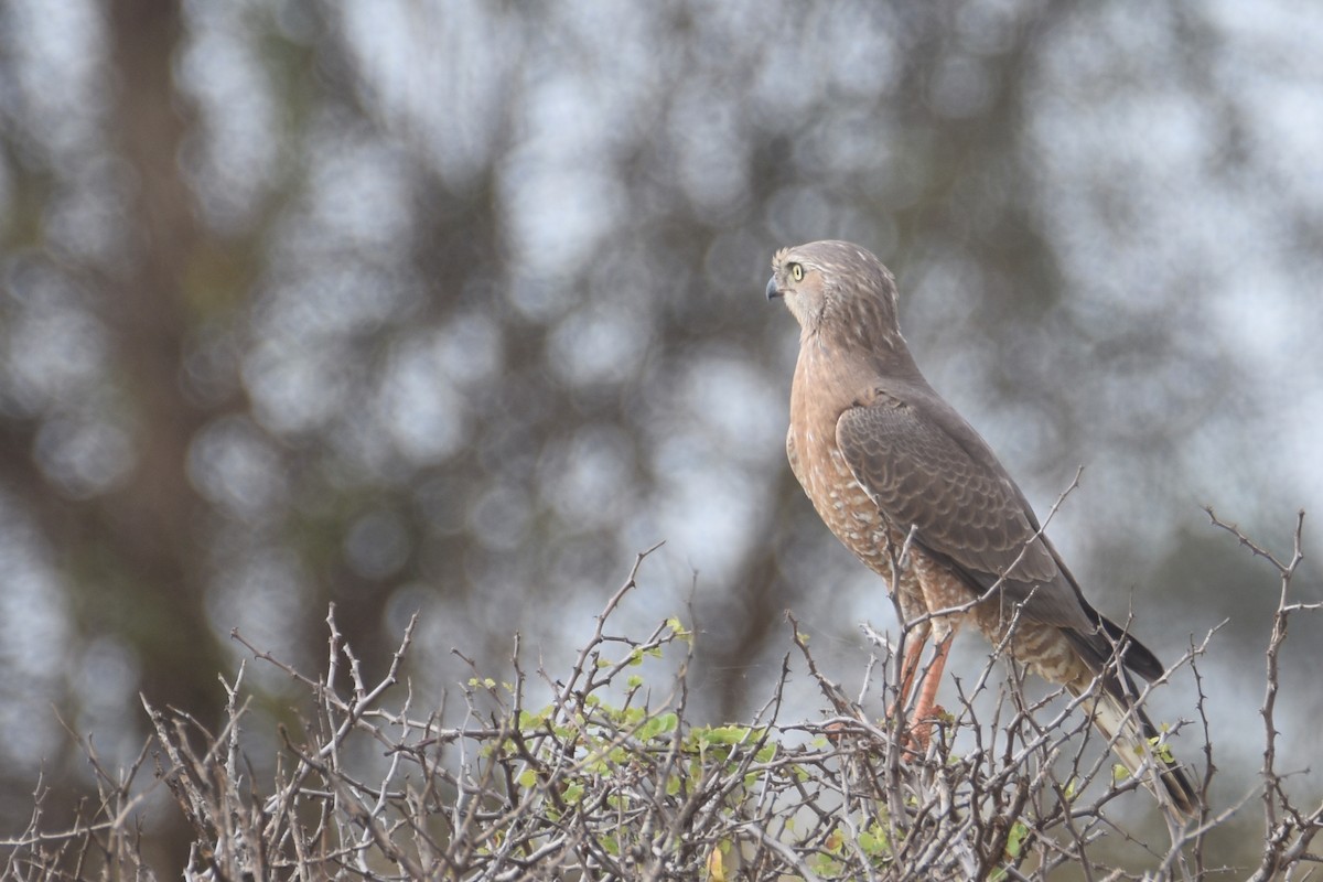 Dark Chanting-Goshawk - ML634360241