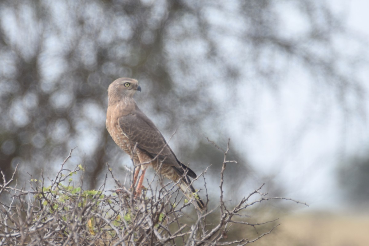 Dark Chanting-Goshawk - ML634360242