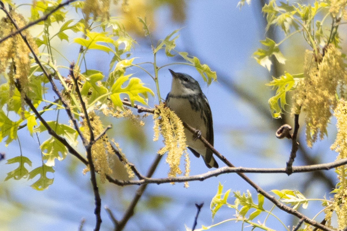 Cerulean Warbler - ML634360292
