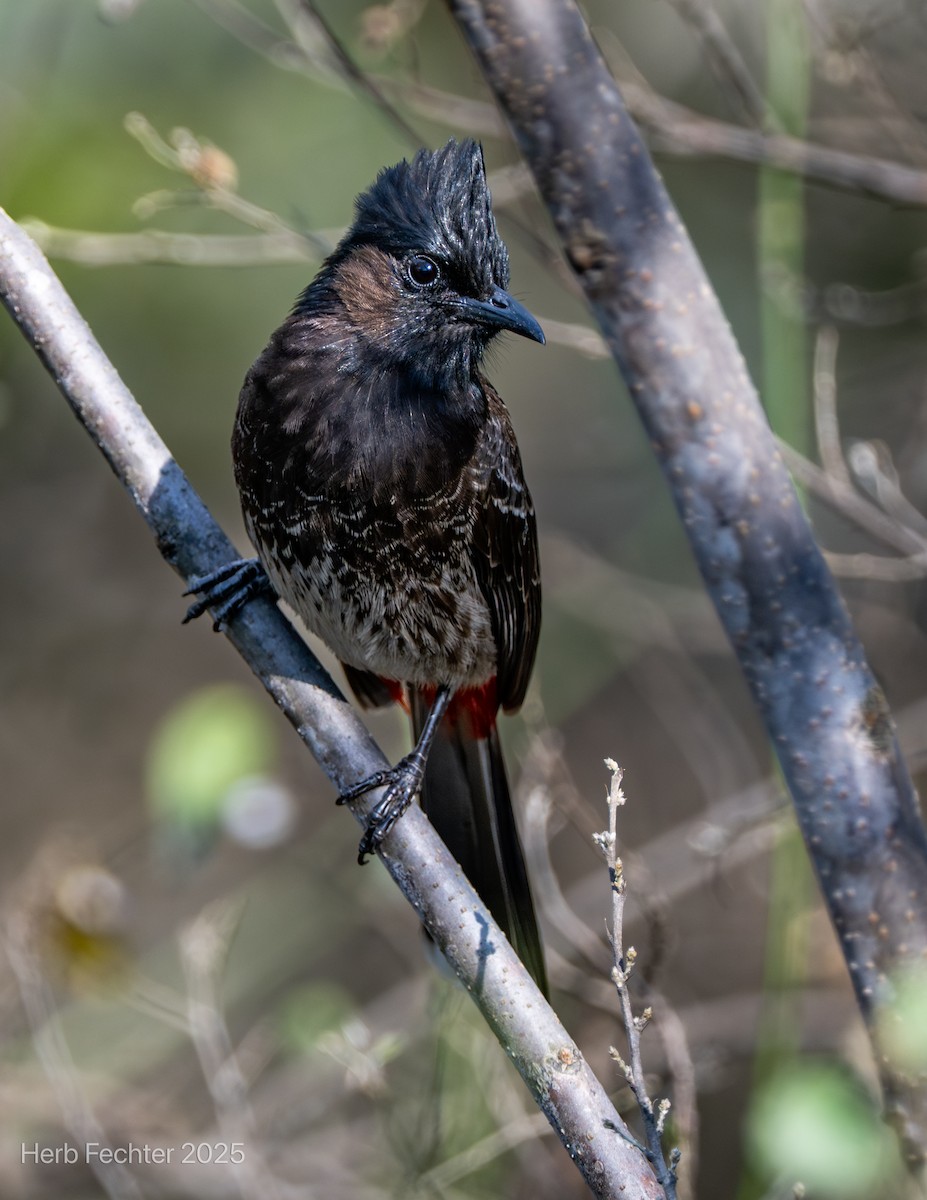 Red-vented Bulbul - ML634360382