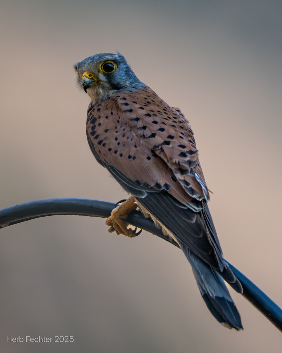 Eurasian Kestrel - ML634360394