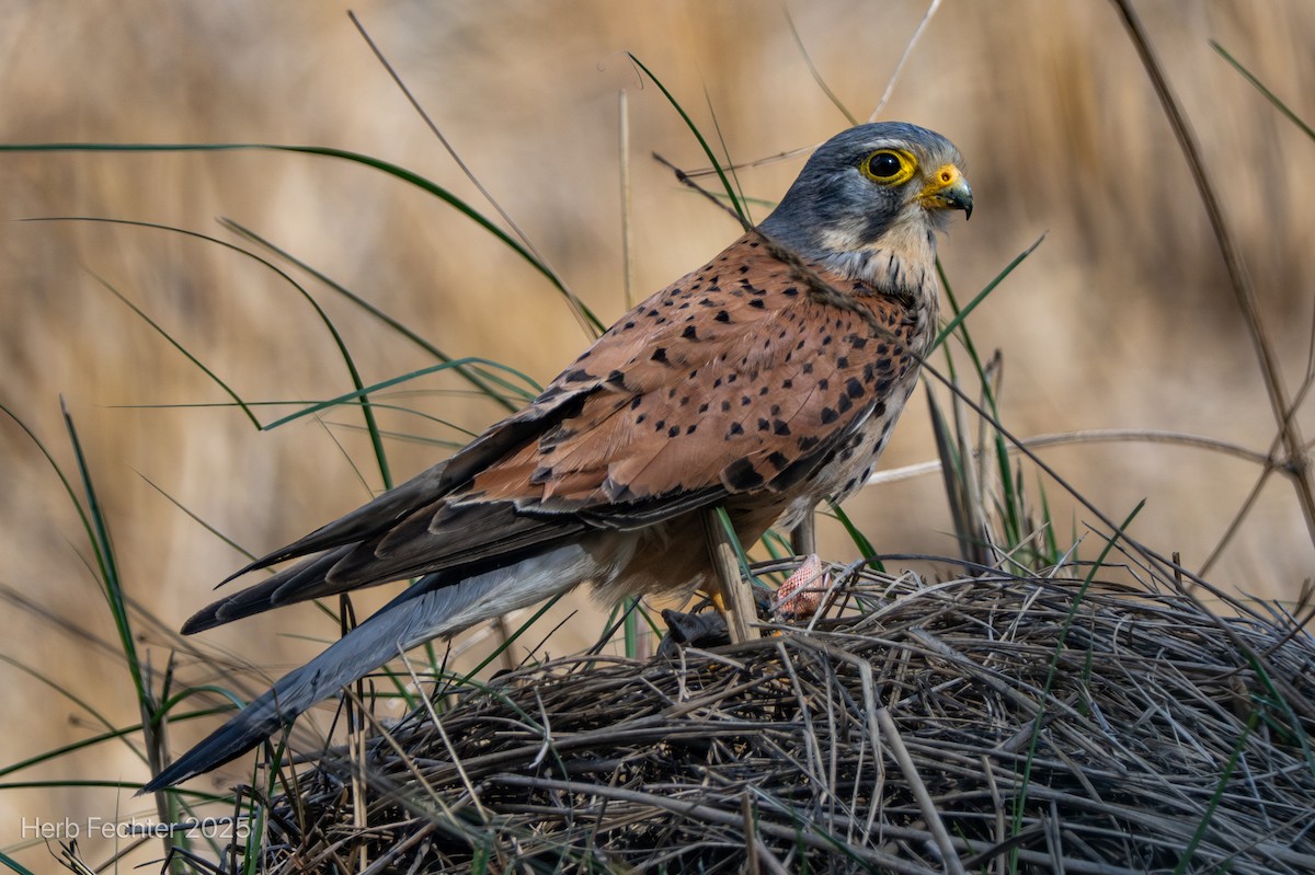 Eurasian Kestrel - ML634360396