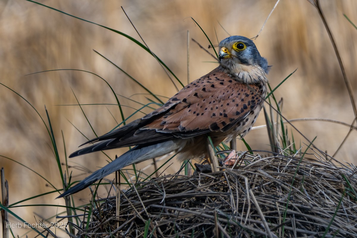 Eurasian Kestrel - ML634360398
