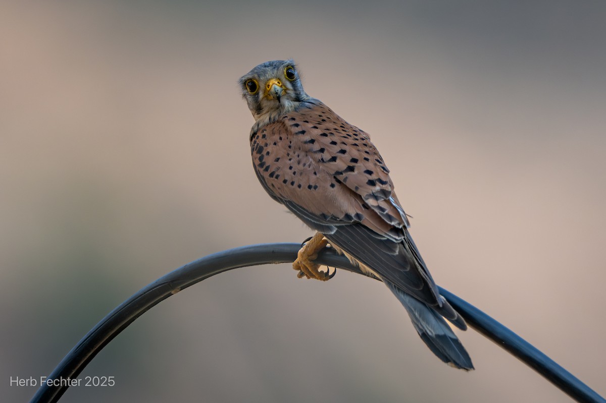 Eurasian Kestrel - ML634360399