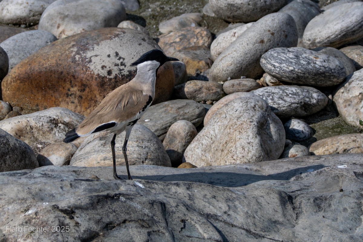 River Lapwing - ML634360421