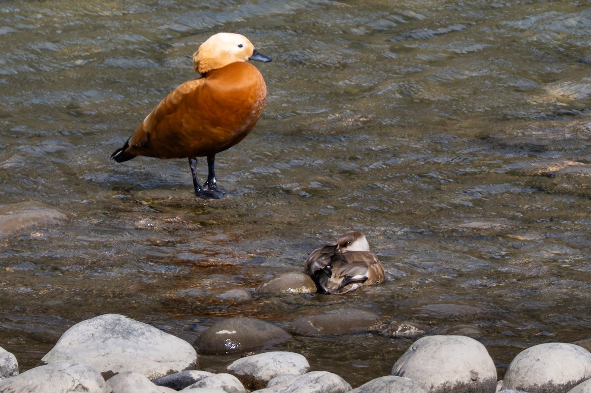 Red-crested Pochard - ML634360434