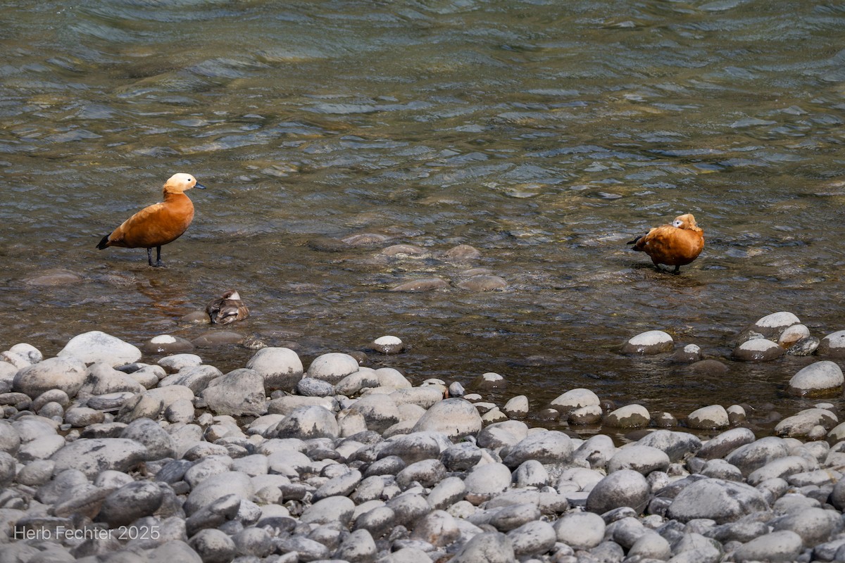 Ruddy Shelduck - ML634360466