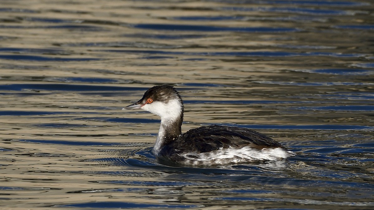 Horned Grebe - ML634360476