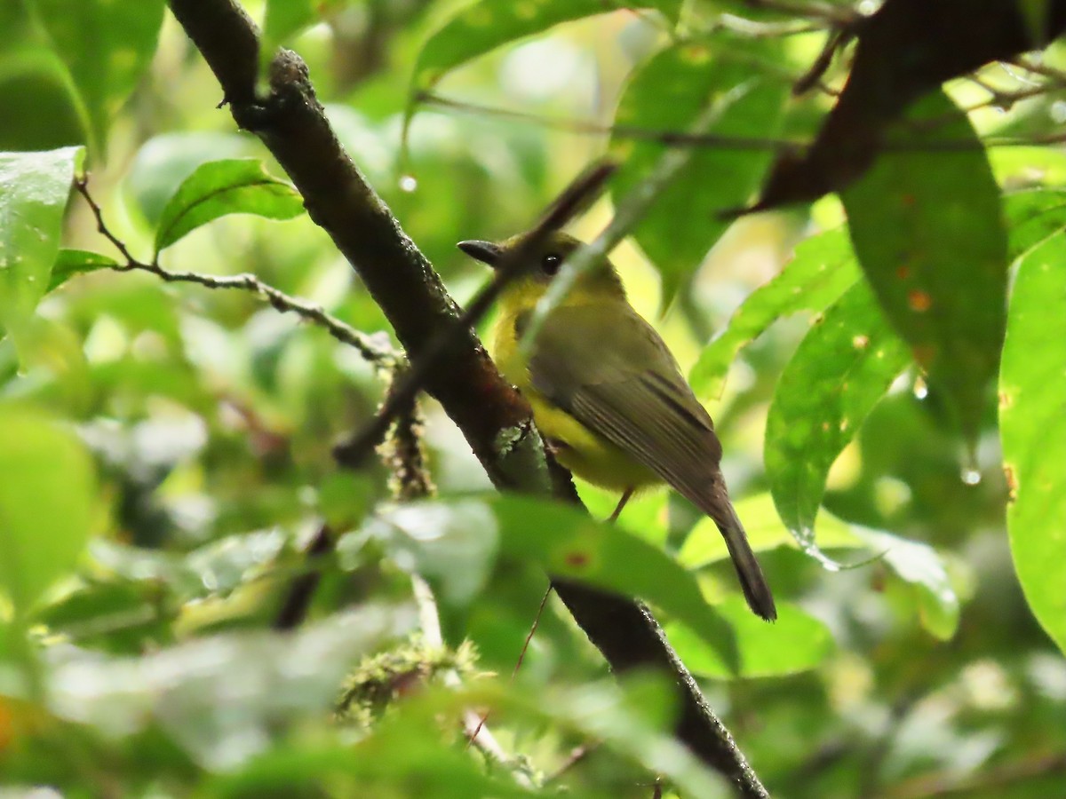 Bornean Whistler - ML634360483