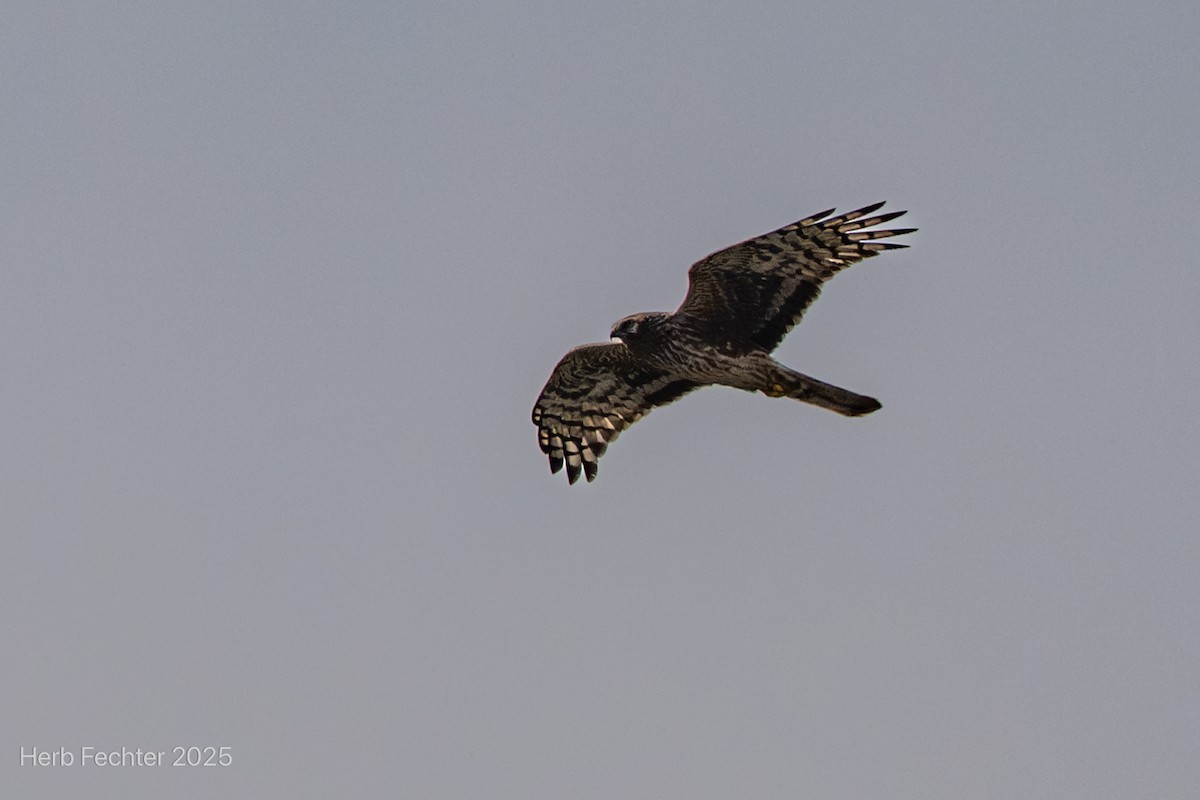 Eurasian Sparrowhawk - ML634360497