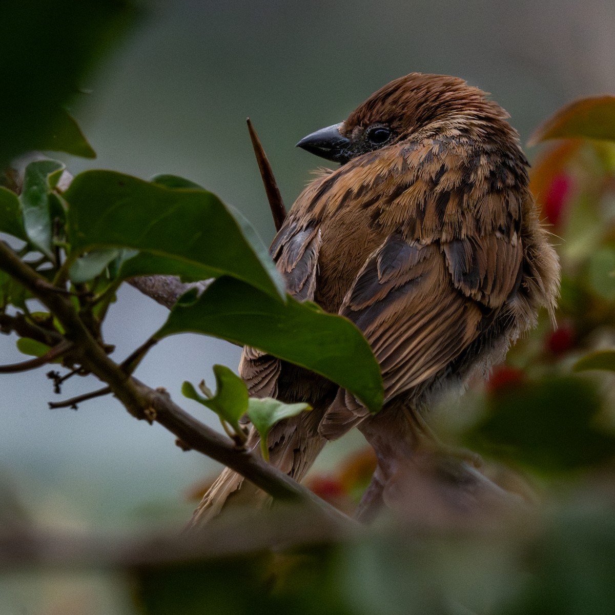 Eurasian Tree Sparrow - ML634360561