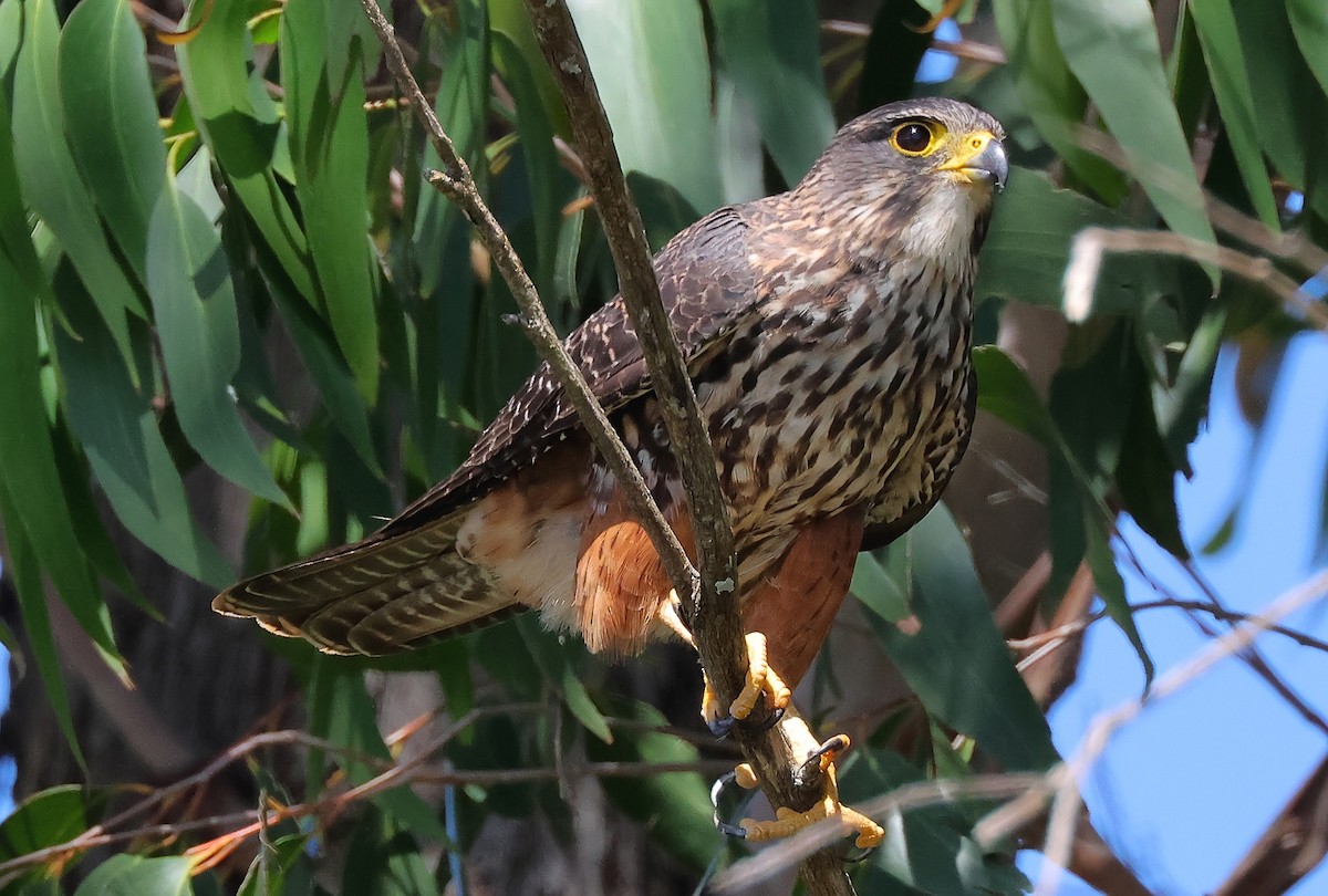 New Zealand Falcon - ML634360613
