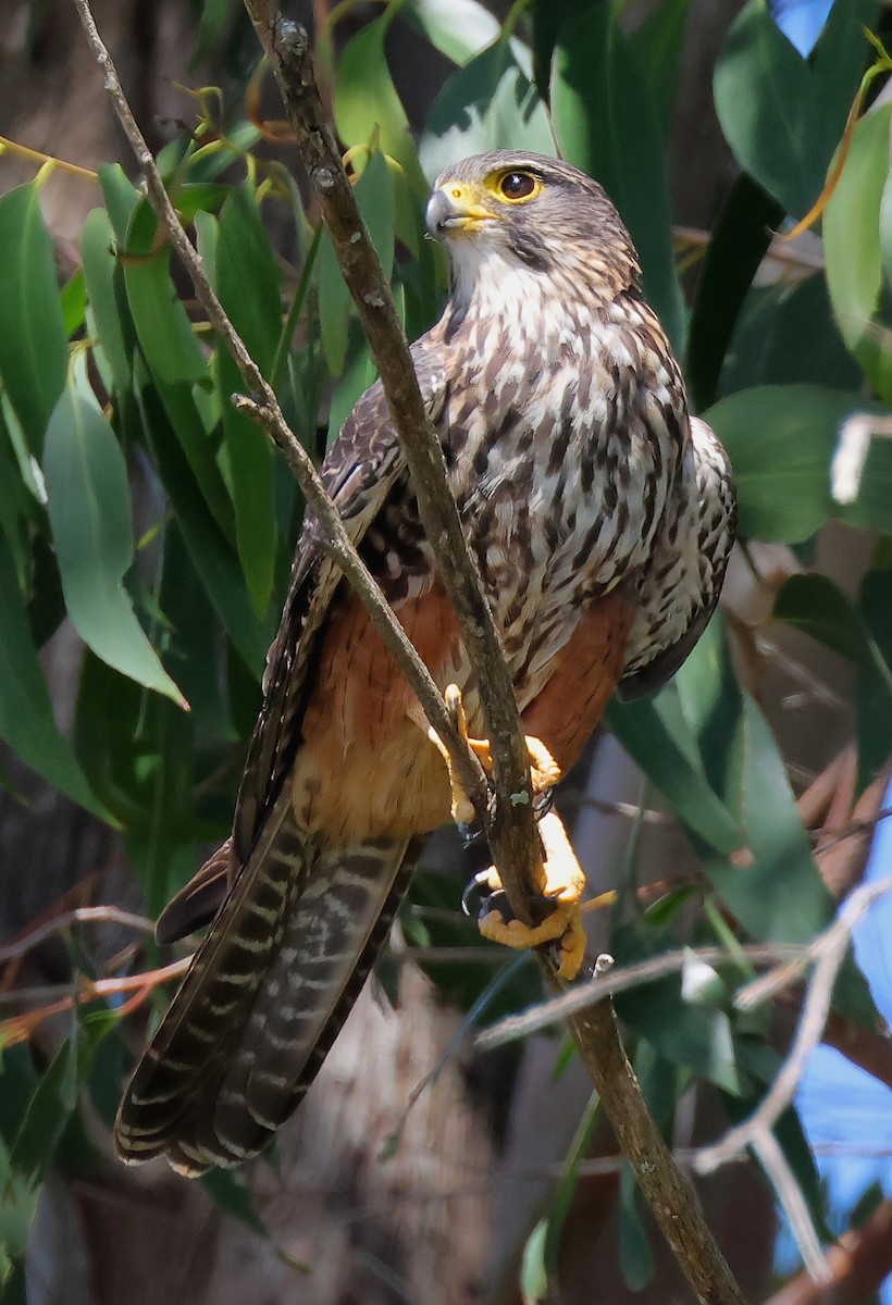 New Zealand Falcon - ML634360615
