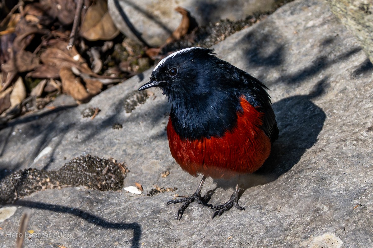 White-capped Redstart - ML634360645