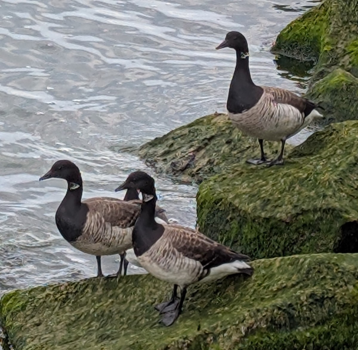 Brant - ML634360710