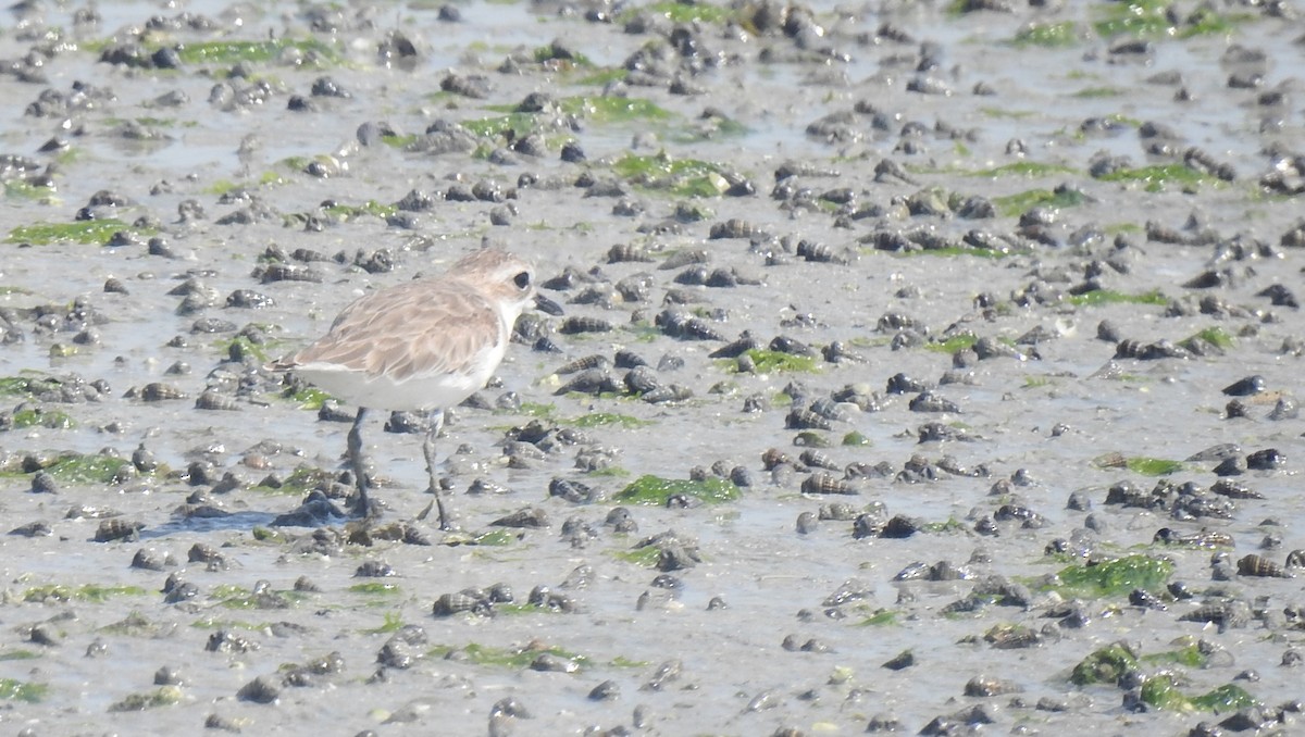 sand-plover sp. - ML634360772