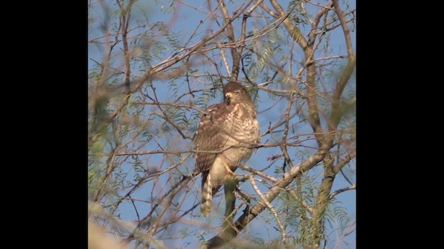 Roadside Hawk - ML634360874