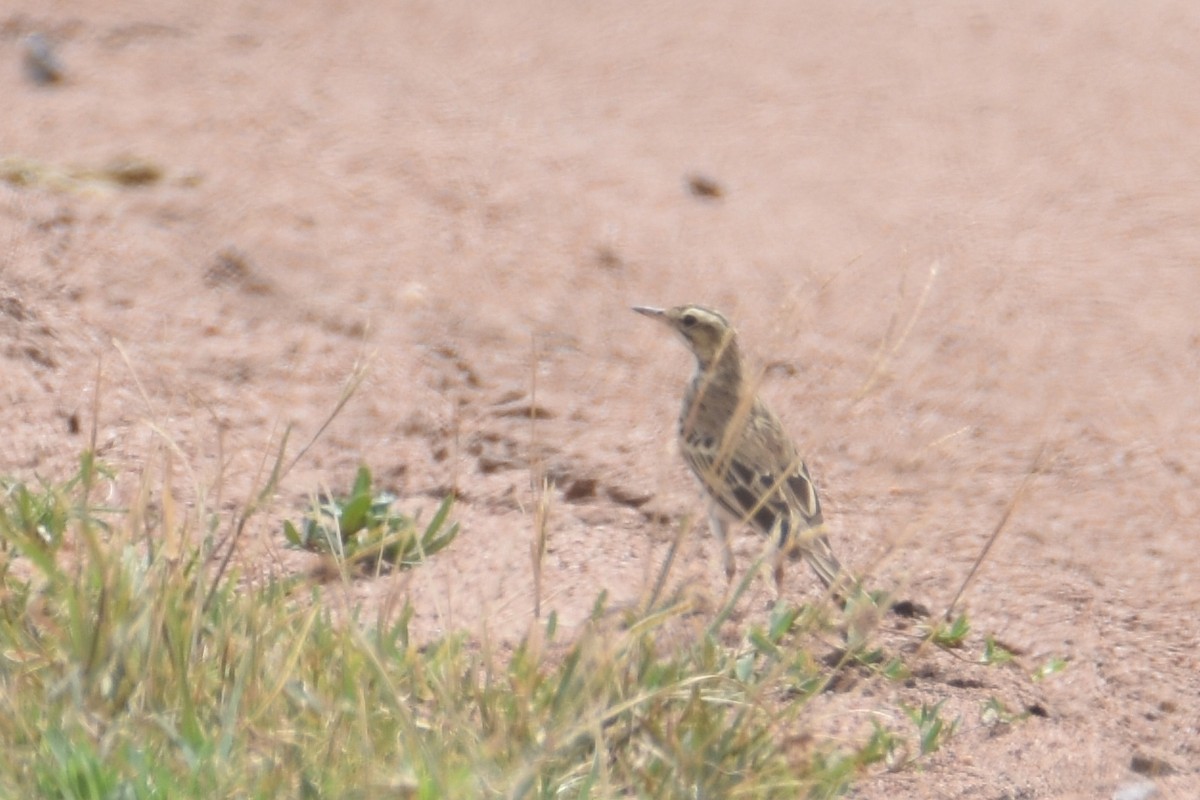Plain-backed Pipit - ML634360888