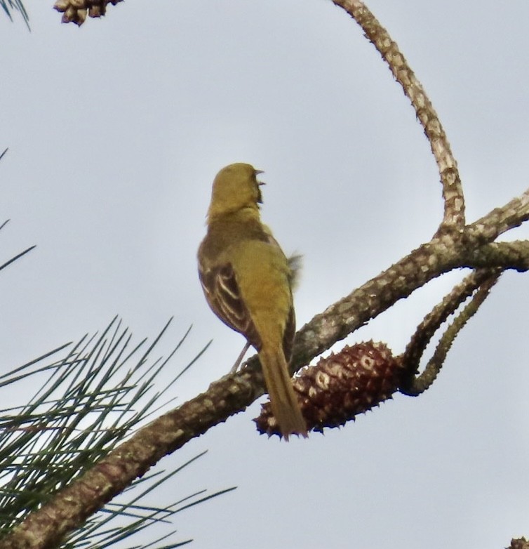 Orchard Oriole - ML634360920