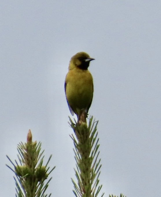 Orchard Oriole - ML634360952