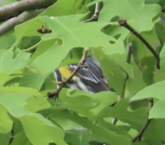 Yellow-rumped Warbler (Myrtle) - ML634360961
