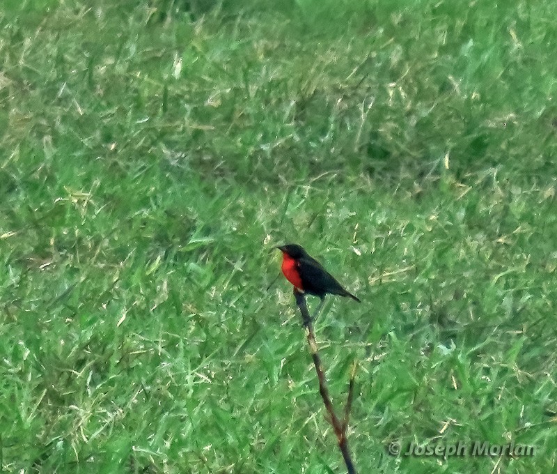 Red-breasted Meadowlark - ML634360979