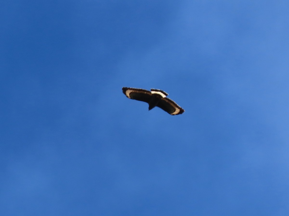 Mountain Serpent-Eagle - ML634360981