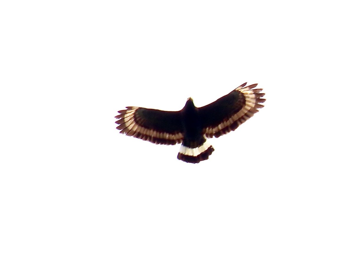 Mountain Serpent-Eagle - ML634361042