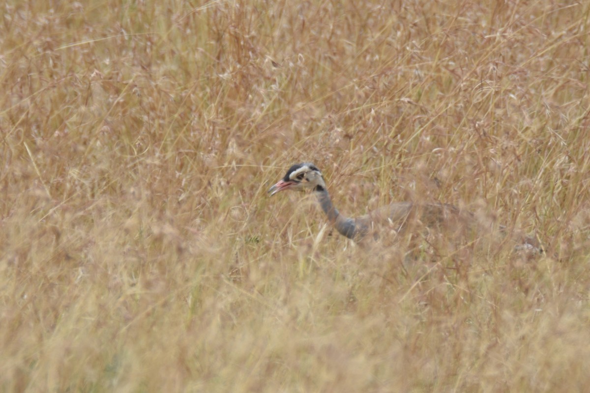White-bellied Bustard (White-bellied) - ML634361047