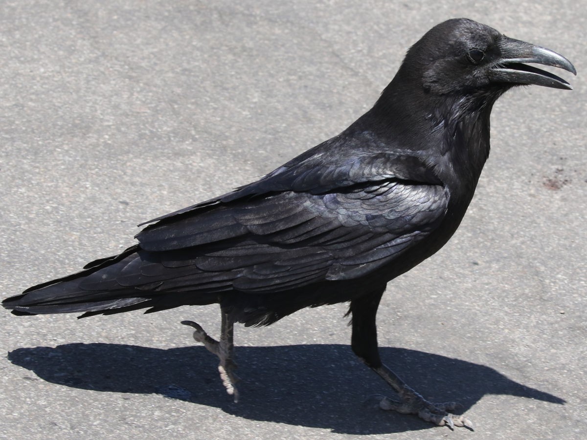 Grand Corbeau - ML634361195
