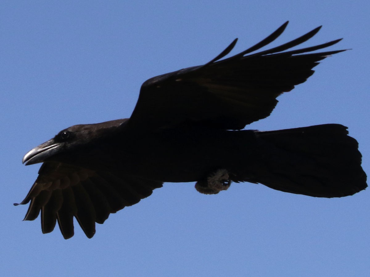 Grand Corbeau - ML634361201