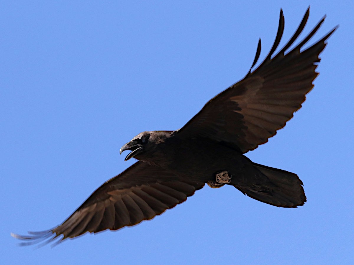 Grand Corbeau - ML634361207
