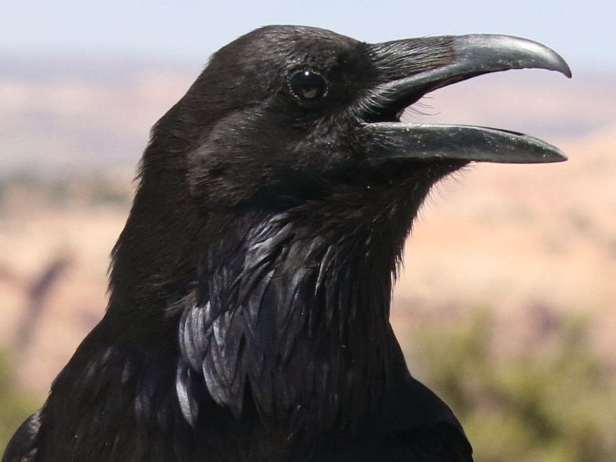 Grand Corbeau - ML634361211
