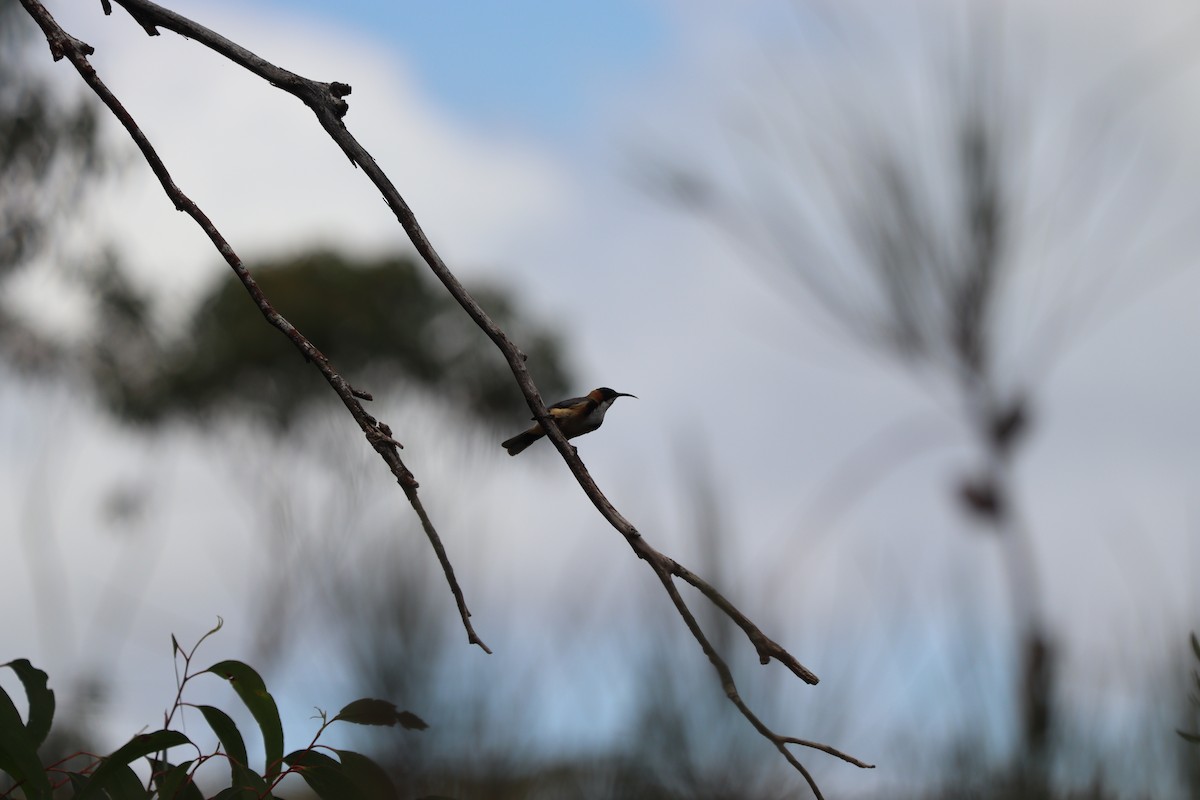 Eastern Spinebill - ML634361244